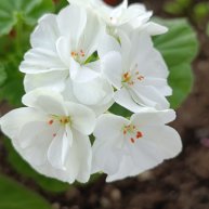 Иконка канала Мой будущий сад 🌹 Таня