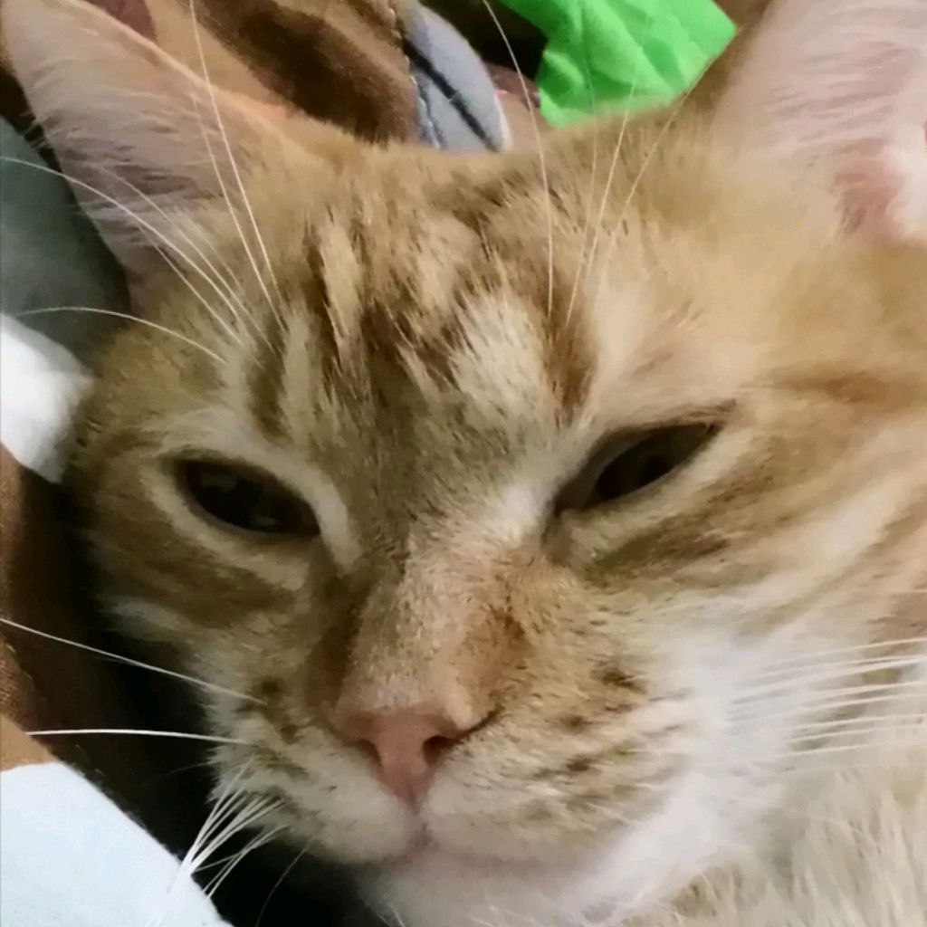Иконка канала Артём котик😺