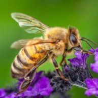 Иконка канала ЕВГЕНИЙ. НАЦИОНАЛЬНЫЙ СОЮЗ АПИТЕРАПЕВТОВ