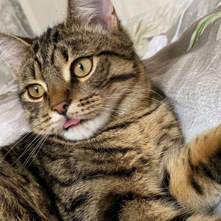 Иконка канала БУМАЖНАЯ_🩷🌸🩷_СТРАНА