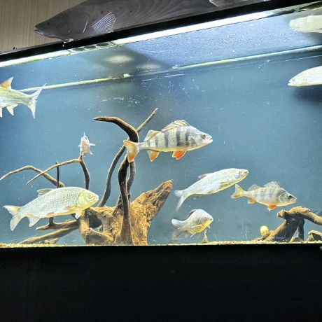 Иконка канала СУДАК В АКВАРИУМЕ