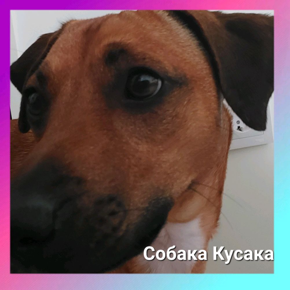 Иконка канала Собака Кусака