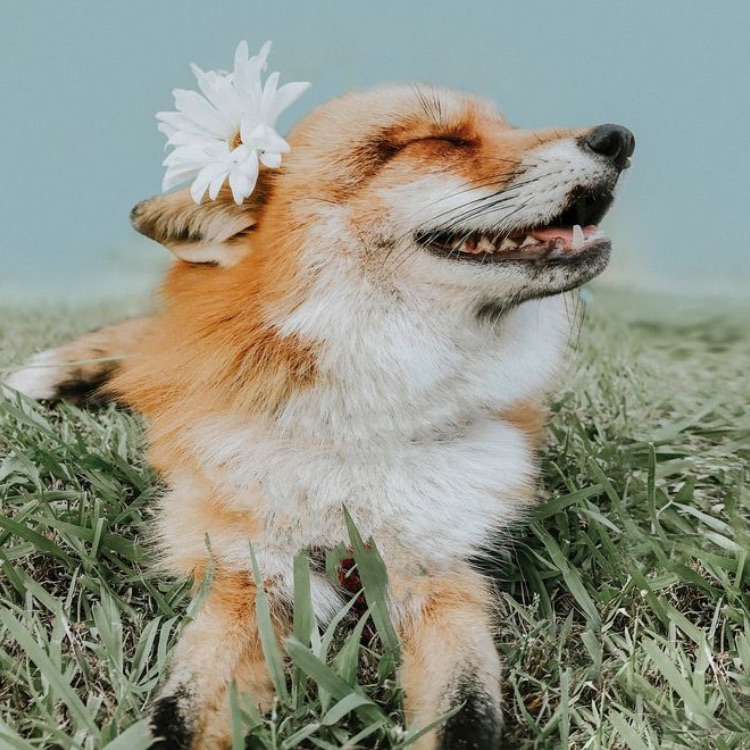Иконка канала Лисий сад 🦊