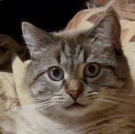 Иконка канала Кот Тигр и кошачья компания