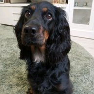 Иконка канала Спаниелька Лилечка