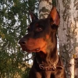 Иконка канала bazin52