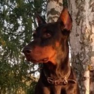 Иконка канала bazin52