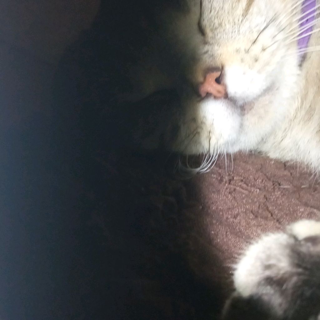 Иконка канала Barsik Play°