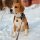 Иконка канала Dogs and Cats