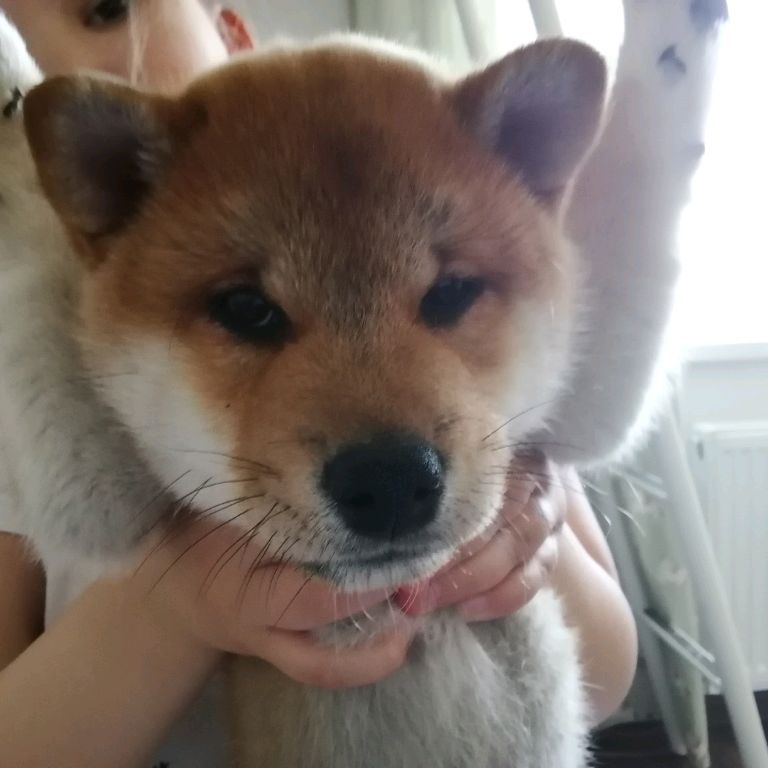 Иконка канала Тэо🐕 Алиса🦊 Варя🐈 Алеся 🐎🤍💙🖤❤️