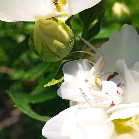 Иконка канала V