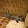 Иконка канала Small cats