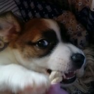 Иконка канала Ветер странствий и хвостик