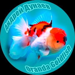 Иконка канала Андрей Дунаев - Oranda Goldfish