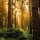 Иконка канала Lost in the woods