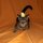 Иконка канала 🐱CAT МУЛЬТИК🐱