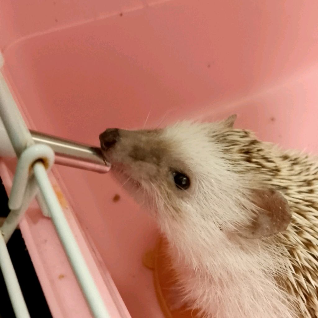 Иконка канала Ежишкины поделки ✔️