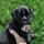 Иконка канала Моя Любимая Собака 🐕 🐶 ❤️🔥😍🥰 Кассиопея🤩😍