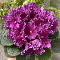 Иконка канала ChiwawaFlowers