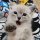 Иконка канала All My cats