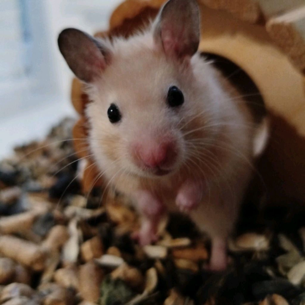 Иконка канала Хомяк Рыжик И Ксюша🐹