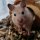 Иконка канала Хомяк Рыжик И Ксюша🐹