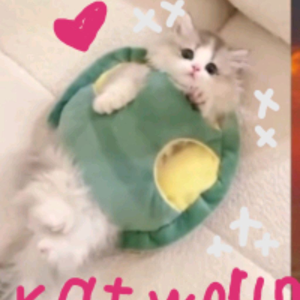 Иконка канала 💦💘🔪Cat Family 🌿World💦💘🔪