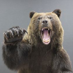 Иконка канала The Staggering Bear
