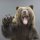 Иконка канала The Staggering Bear