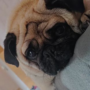 Иконка канала bonniepug