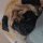 Иконка канала bonniepug