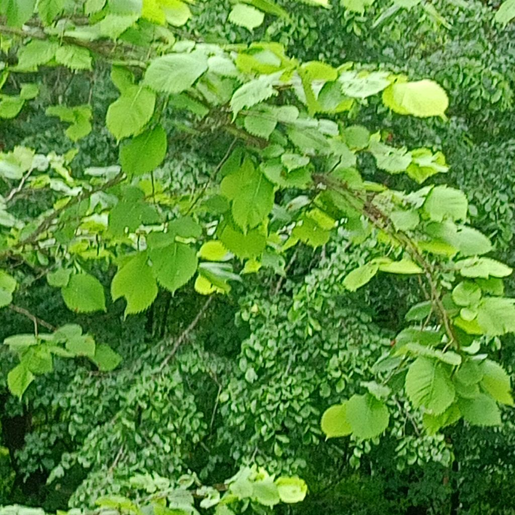 Иконка канала /🍄MIA🍀\