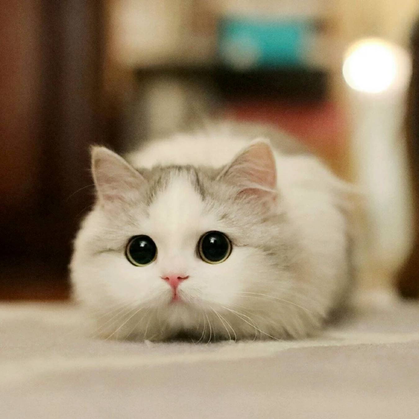 Иконка канала Funny Cats