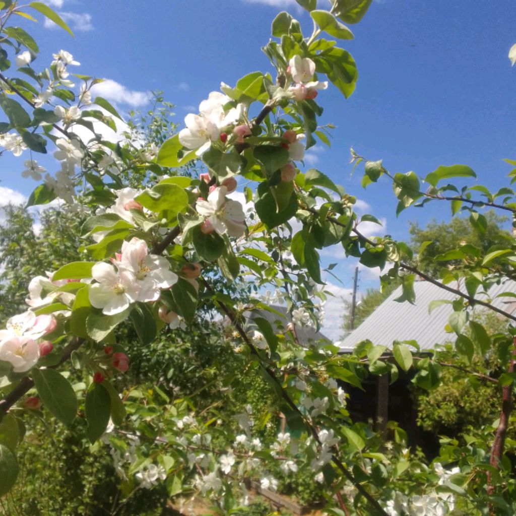 Иконка канала Катюша