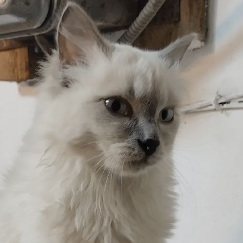 Иконка канала Бонифаций - тайский котёнок ❤️