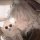 Иконка канала Warrior cats - коты воители