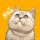 Иконка канала Котока-канал🐱