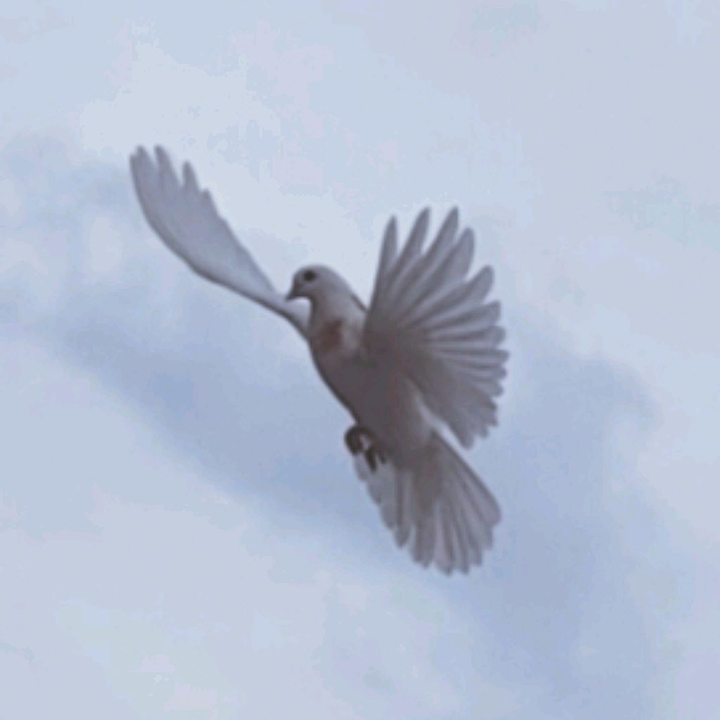 Иконка канала Голуби - 🕊Пернатые Ангелы