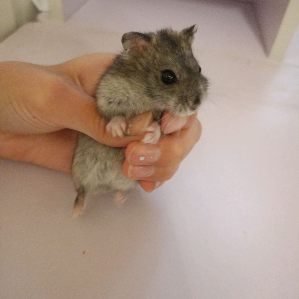Иконка канала Хомяк ТЕРМИ🐹