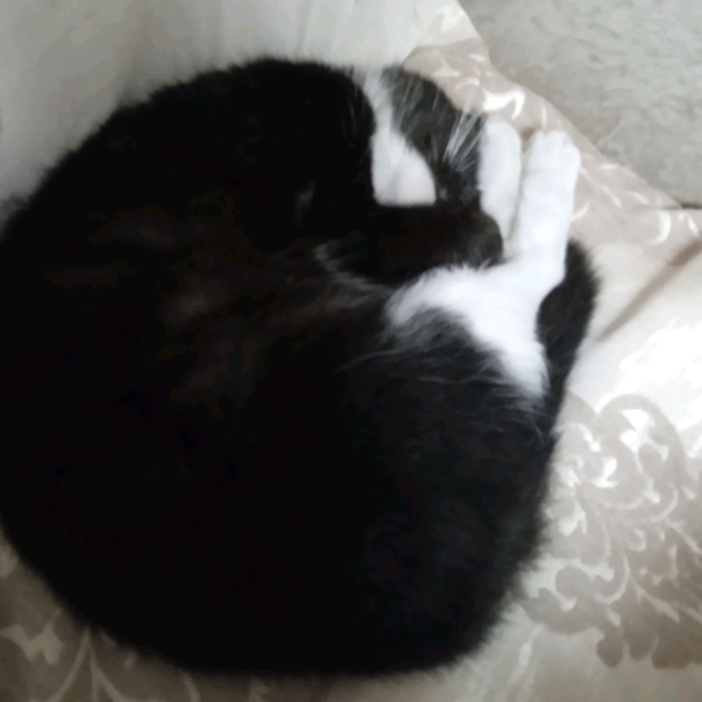 Иконка канала Котик