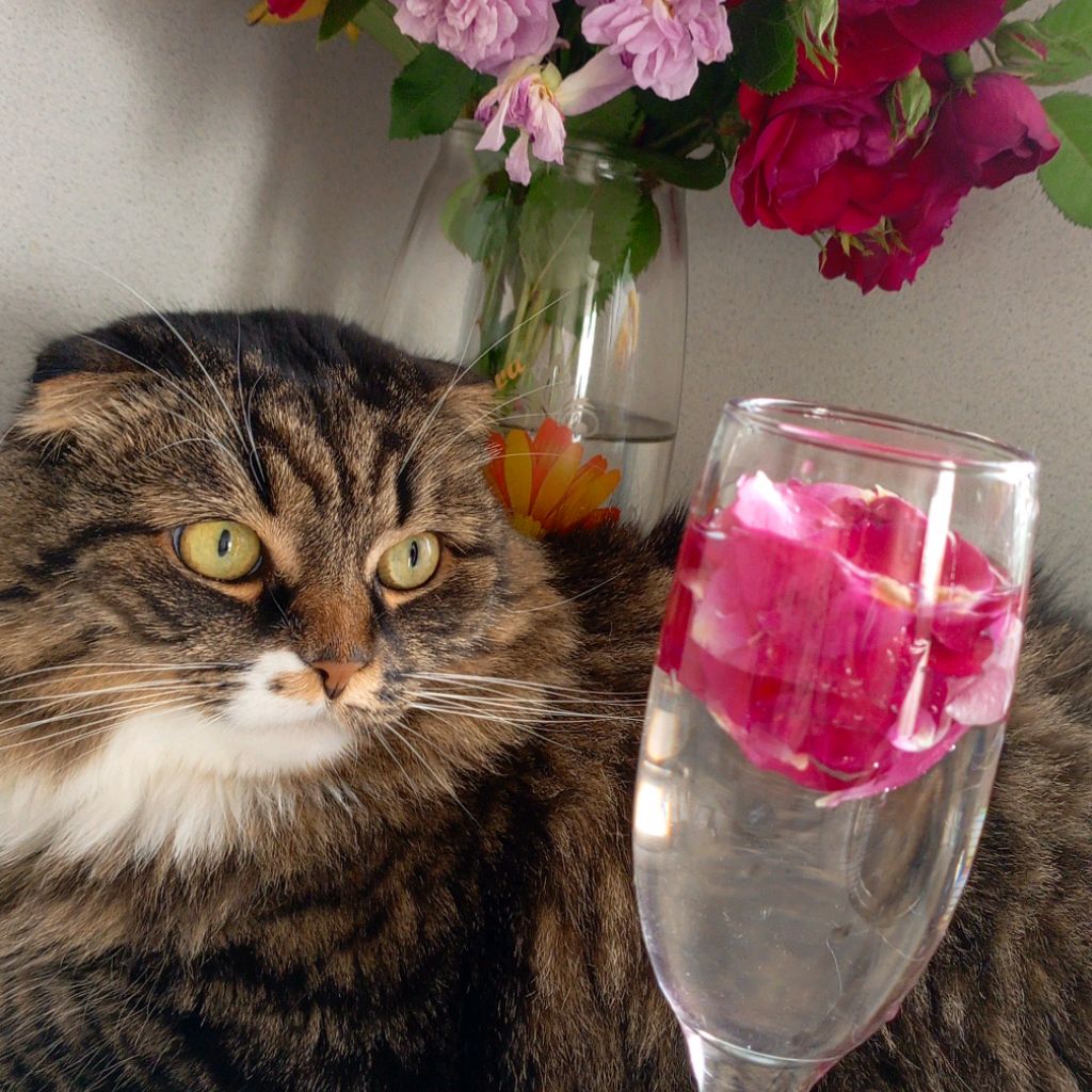 Иконка канала Гусь Морковный🥕