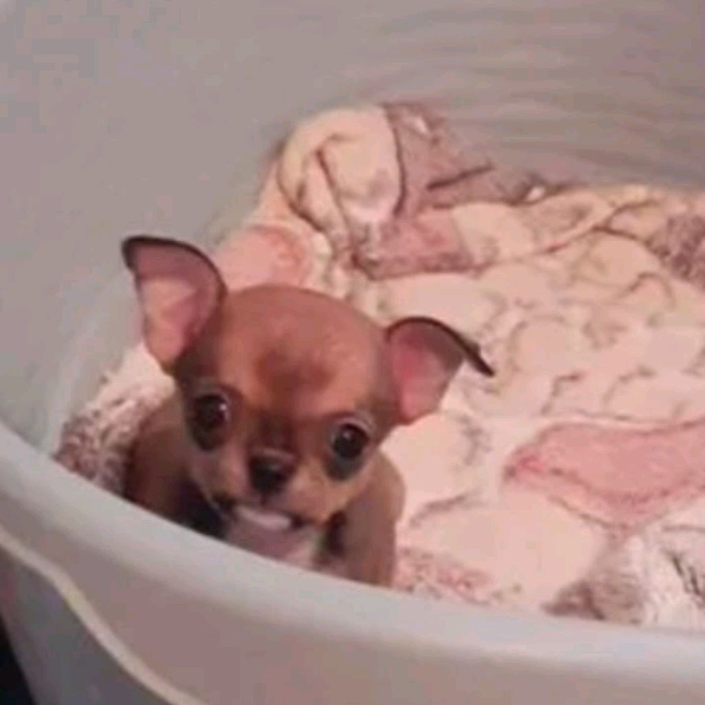 Иконка канала †TUBRIK†