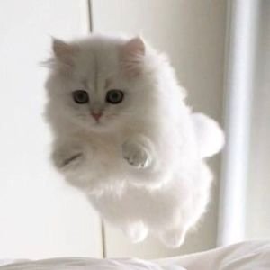Иконка канала Милашка котяшка!