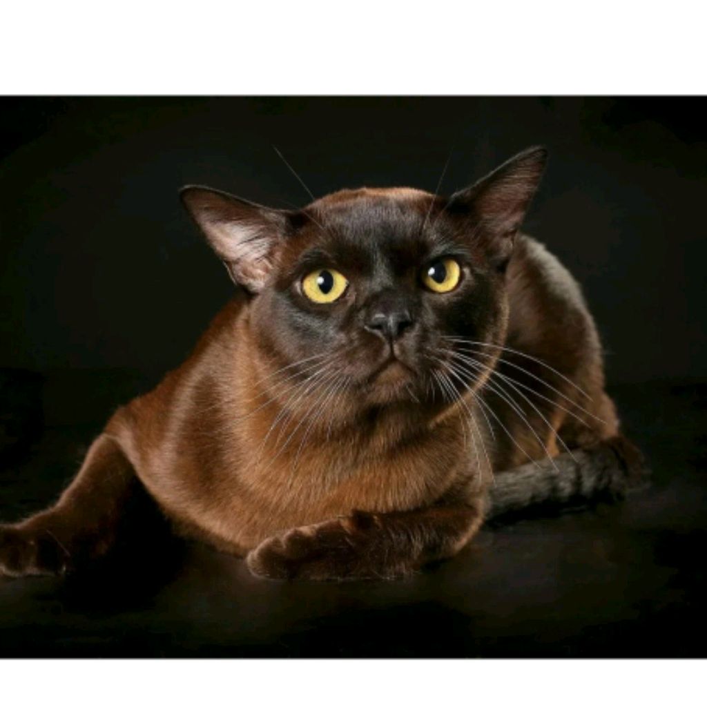 Иконка канала Бурмилка 🐈⬛😎