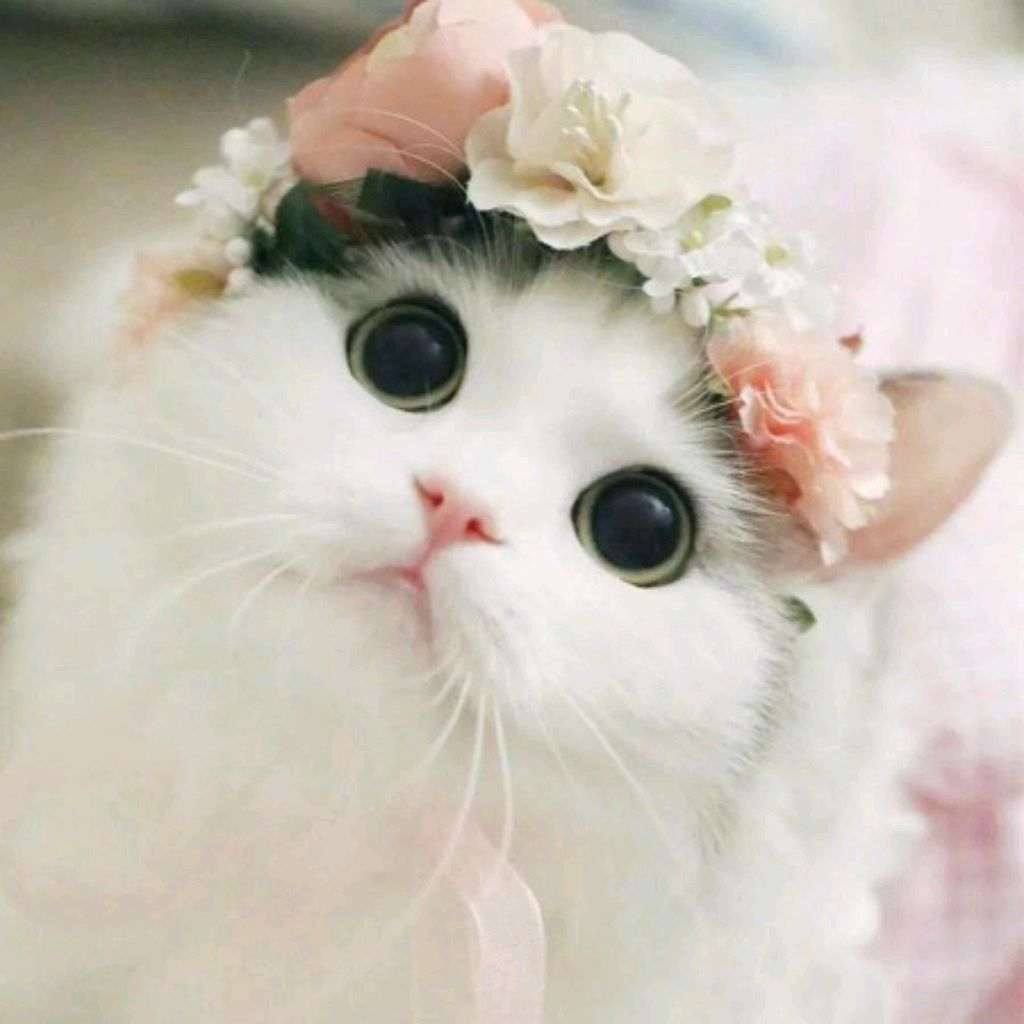 Иконка канала :3