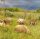 Иконка канала ПРИКЛЮЧЕНИЯ ЖИВОТНЫХ 🐑🐐