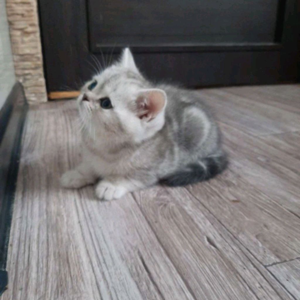 Иконка канала Гномик Домик
