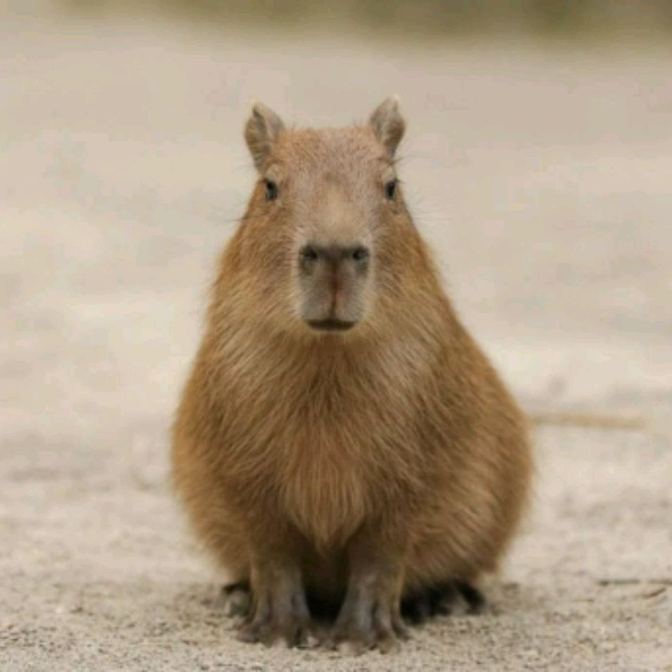 Иконка канала Capibaracool