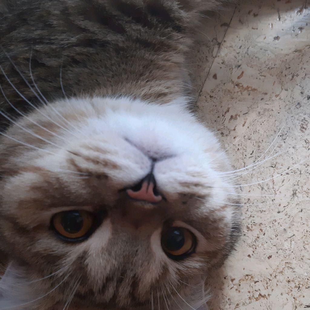 Иконка канала Викуся котуся 😺