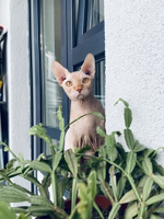 Иконка канала Этот Кот